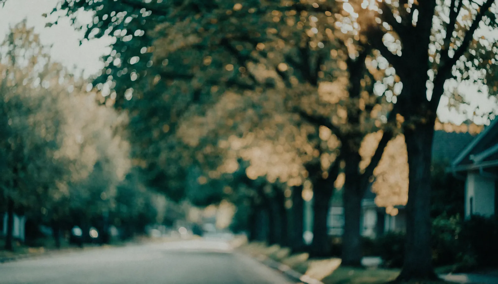 Soft golden-hour light through trees on a quiet Ottawa street