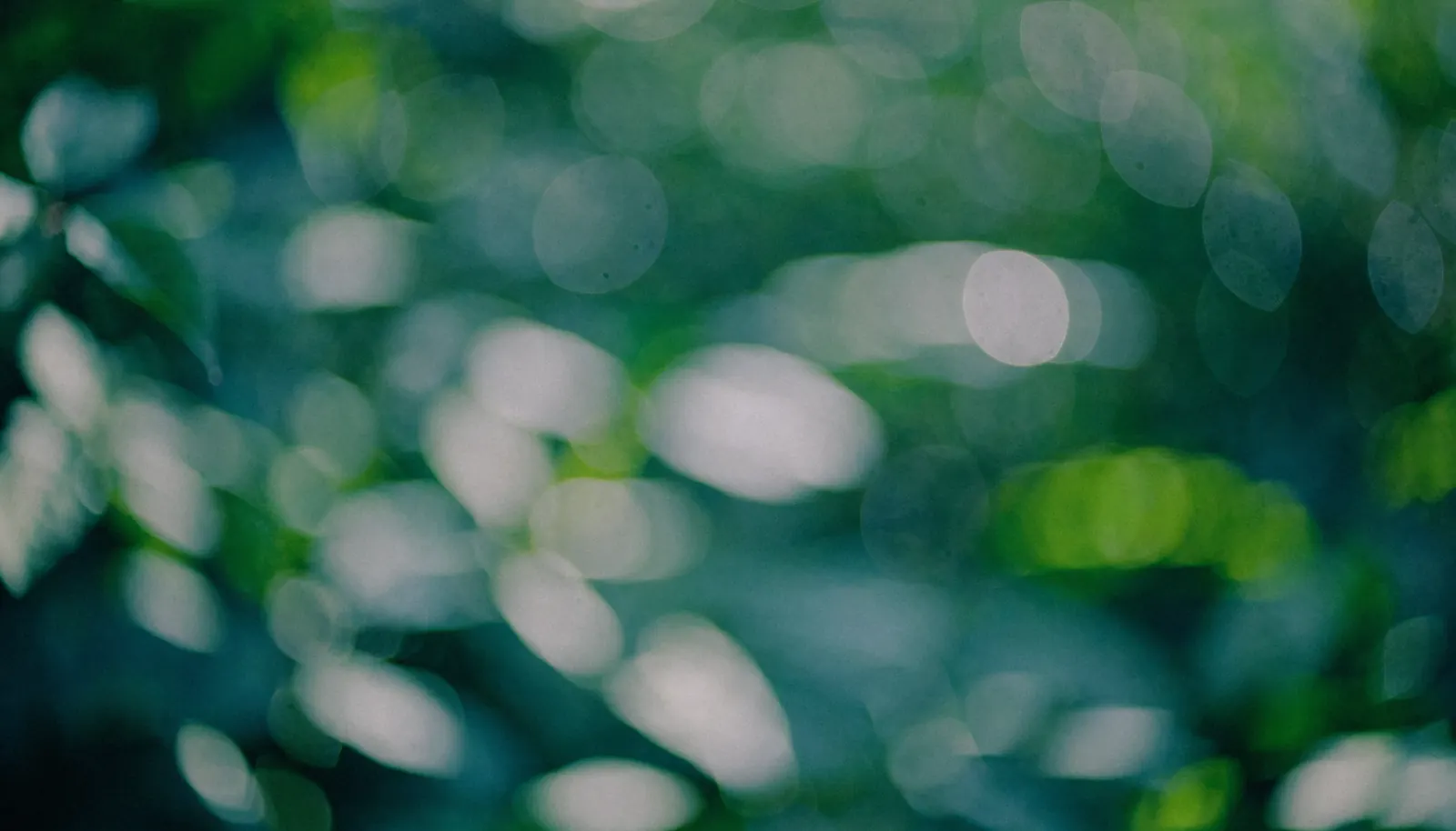 Soft, calming greenery in natural light